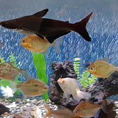 Aquarium
